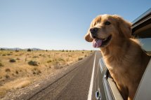 Understanding the Commitment: When Should You Consider Adopting a Pet?
