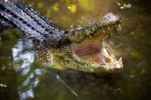 Why Studying Crocodilians Offers Clues to Overcoming Environmental Change