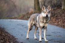 From Predators to Protectors: How Wolves Revived Yellowstone’s Natural Habitat