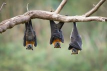 Innovative Research on Bats and Disease Prevention for Conservationists