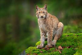 What You Need to Know About Bringing Lynx Back to the British Countryside