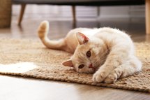 A Guide to Recognizing Emotional Cues in Your Cat’s Meowing Patterns