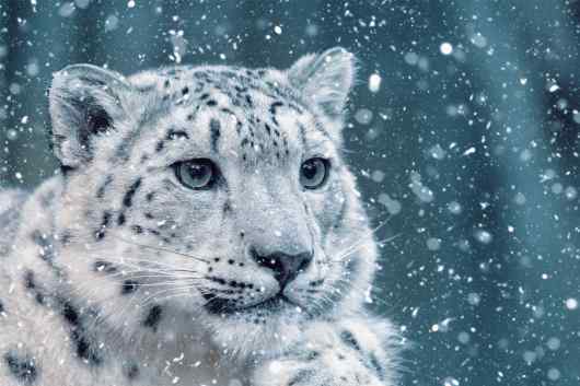 Understanding the Challenges in Protecting Snow Leopards