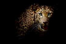 Innovative Technologies Used in Tracking and Protecting the Amur Leopard