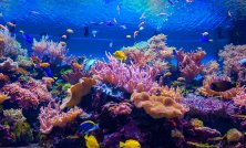 Unveiling the Biodiversity of Ancient Coral Reef Habitats Through Paleontology